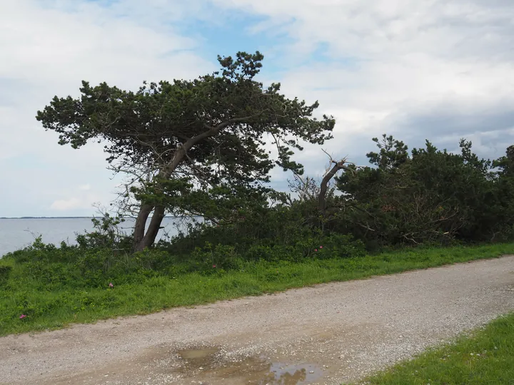 Halshuisene + Enebaerodde Beach (Denemarken)